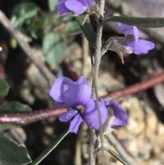 Hovea heterophylla (Common Hovea) at Tennent, ACT - 3 Oct 2021 by Tapirlord