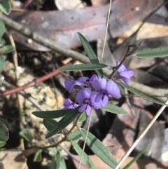 Hovea heterophylla at Tennent, ACT - 3 Oct 2021