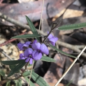 Hovea heterophylla at Tennent, ACT - 3 Oct 2021