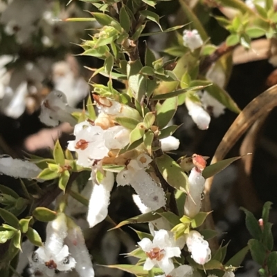 Styphelia nesophila (Sharp Beard-heath) at Tennent, ACT - 3 Oct 2021 by Tapirlord