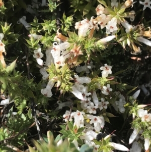 Styphelia nesophila at Tennent, ACT - 3 Oct 2021