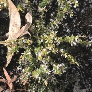 Styphelia nesophila at Tennent, ACT - 3 Oct 2021