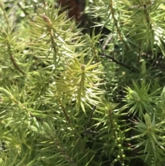 Acrotriche serrulata (Ground-berry) at Tennent, ACT - 3 Oct 2021 by Tapirlord