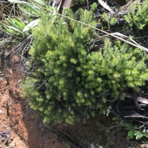 Acrotriche serrulata at Tennent, ACT - 3 Oct 2021