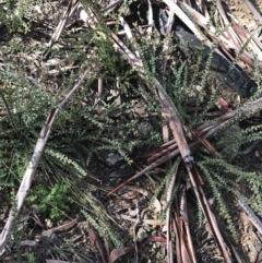 Acacia pravissima (Wedge-leaved Wattle, Ovens Wattle) at Namadgi National Park - 2 Oct 2021 by Tapirlord