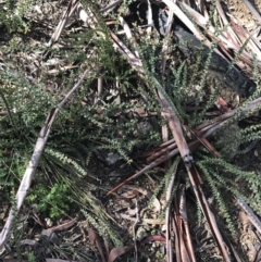 Acacia pravissima (Wedge-leaved Wattle, Ovens Wattle) at Tennent, ACT - 3 Oct 2021 by Tapirlord