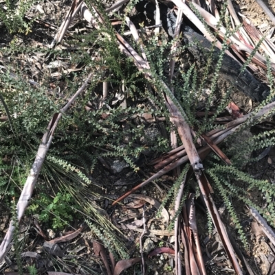 Acacia pravissima (Wedge-leaved Wattle, Ovens Wattle) at Tennent, ACT - 3 Oct 2021 by Tapirlord