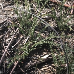 Acacia pravissima at Tennent, ACT - 3 Oct 2021 09:55 AM