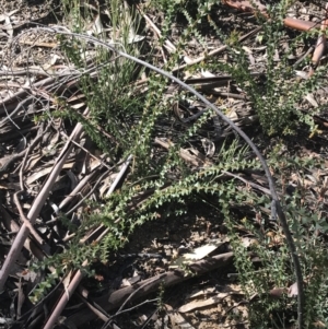 Acacia pravissima at Tennent, ACT - 3 Oct 2021 09:55 AM