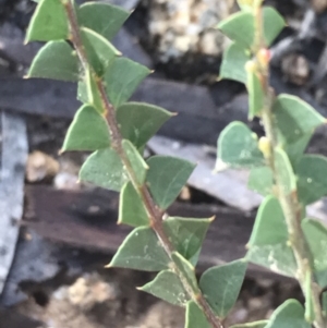 Acacia pravissima at Tennent, ACT - 3 Oct 2021 09:55 AM