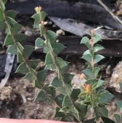 Acacia pravissima at Tennent, ACT - 3 Oct 2021 09:55 AM