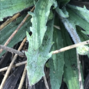 Plantago varia at Tennent, ACT - 3 Oct 2021