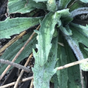 Plantago varia at Tennent, ACT - 3 Oct 2021