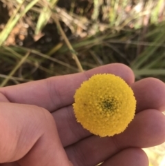 Craspedia variabilis (Common Billy Buttons) at Tennent, ACT - 3 Oct 2021 by Tapirlord