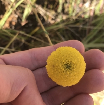 Craspedia variabilis (Common Billy Buttons) at Tennent, ACT - 3 Oct 2021 by Tapirlord