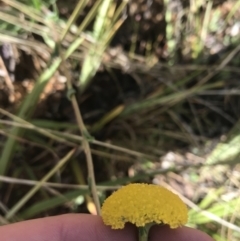 Craspedia variabilis at Tennent, ACT - 3 Oct 2021