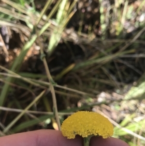 Craspedia variabilis at Tennent, ACT - suppressed