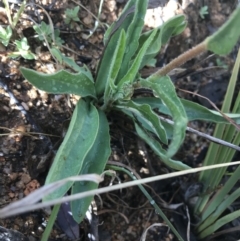 Craspedia variabilis at Tennent, ACT - 3 Oct 2021