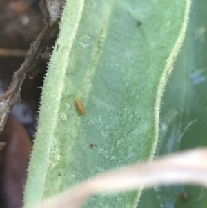 Craspedia variabilis at Tennent, ACT - suppressed