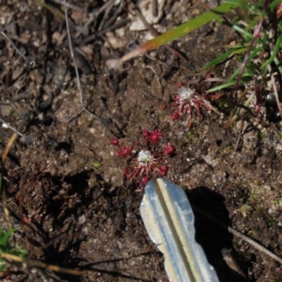 Drosera pygmaea (Tiny Sundew) at Bundanoon - 15 Mar 2021 by AndyRoo