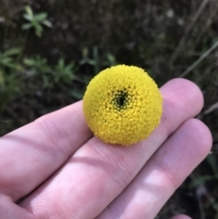 Craspedia variabilis (Common Billy Buttons) at Tennent, ACT - 3 Oct 2021 by Tapirlord