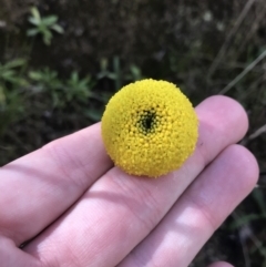 Craspedia variabilis (Common Billy Buttons) at Tennent, ACT - 2 Oct 2021 by Tapirlord