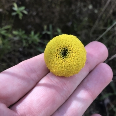 Craspedia variabilis (Common Billy Buttons) at Tennent, ACT - 3 Oct 2021 by Tapirlord
