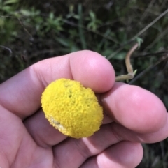 Craspedia variabilis at Tennent, ACT - suppressed