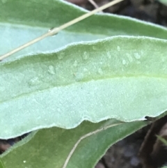 Craspedia variabilis at Tennent, ACT - suppressed