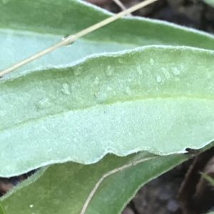 Craspedia variabilis at Tennent, ACT - 3 Oct 2021