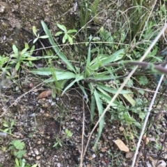 Craspedia variabilis at Tennent, ACT - 3 Oct 2021