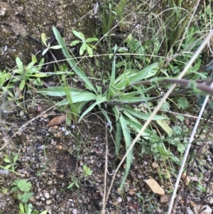 Craspedia variabilis at Tennent, ACT - suppressed