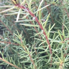 Persoonia chamaepeuce (Dwarf Geebung) at Namadgi National Park - 2 Oct 2021 by Tapirlord