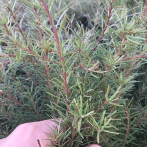 Persoonia chamaepeuce at Tennent, ACT - 3 Oct 2021