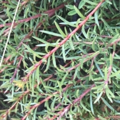 Persoonia chamaepeuce at Tennent, ACT - 3 Oct 2021
