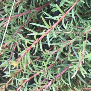 Persoonia chamaepeuce at Tennent, ACT - 3 Oct 2021