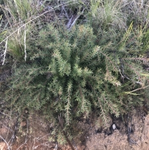 Persoonia chamaepeuce at Tennent, ACT - 3 Oct 2021