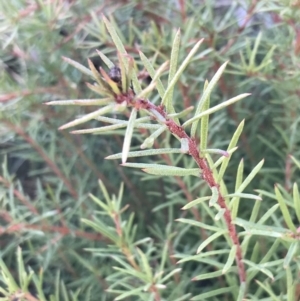 Persoonia chamaepeuce at Tennent, ACT - 3 Oct 2021