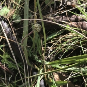 Craspedia sp. at Tennent, ACT - suppressed