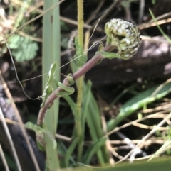 Craspedia sp. at Tennent, ACT - 3 Oct 2021