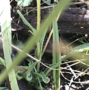 Craspedia sp. at Tennent, ACT - suppressed