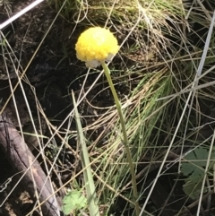 Craspedia sp. at Tennent, ACT - suppressed