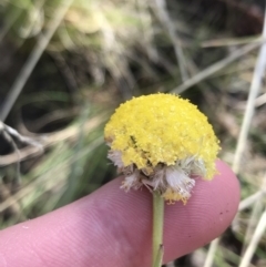 Craspedia sp. at Tennent, ACT - suppressed