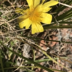Microseris lanceolata (Yam Daisy) at Tennent, ACT - 3 Oct 2021 by Tapirlord