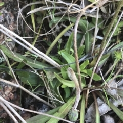 Microseris lanceolata at Tennent, ACT - 3 Oct 2021 10:10 AM