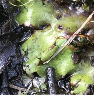 Lunularia cruciata (A thallose liverwort) at Namadgi National Park - 2 Oct 2021 by Tapirlord