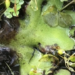 Lunularia cruciata at Tennent, ACT - 3 Oct 2021