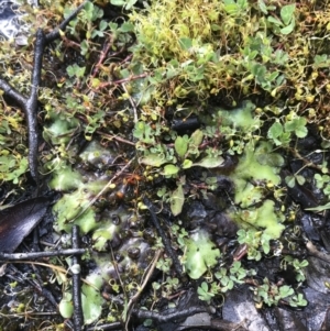 Lunularia cruciata at Tennent, ACT - 3 Oct 2021 10:03 AM