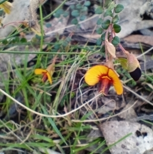 Bossiaea buxifolia at Corang, NSW - 6 Oct 2021