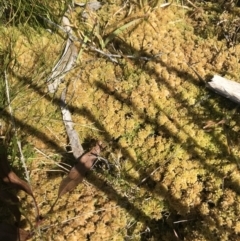 Sphagnum sp. (genus) at Tennent, ACT - 6 Oct 2021